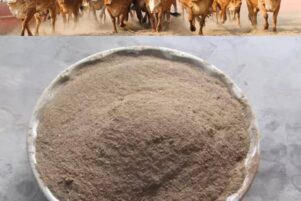 WhatsApp Image 2026-02-10 at 8.22.49 PM (1)