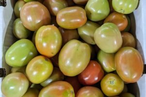 WhatsApp Image 2026-02-10 at 8.22.50 PM (1)