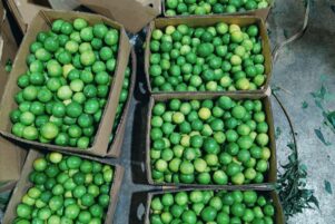 WhatsApp Image 2026-02-10 at 8.22.50 PM (2)