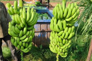 WhatsApp Image 2026-02-10 at 8.22.50 PM