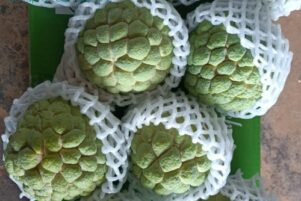 WhatsApp Image 2026-02-10 at 8.22.51 PM