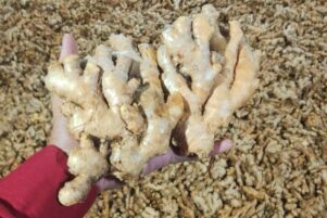 WhatsApp Image 2026-02-10 at 8.22.54 PM (1)