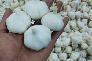 WhatsApp Image 2026-02-10 at 8.22.55 PM (1)